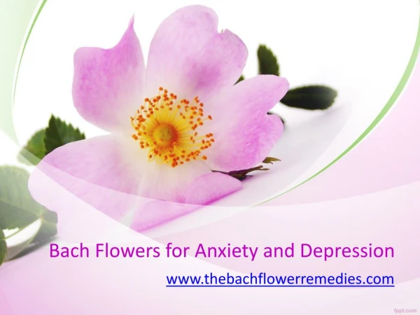 Bach Flowers for Anxiety and Depression - www.thebachflowerremedies.com