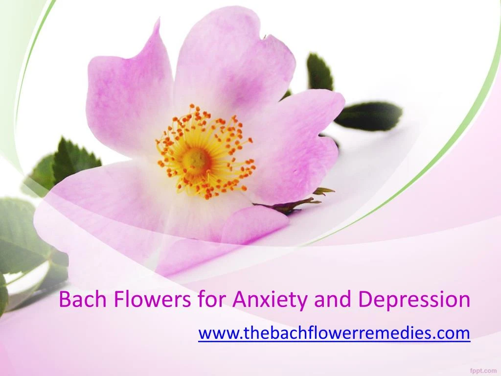 bach flowers for anxiety and depression