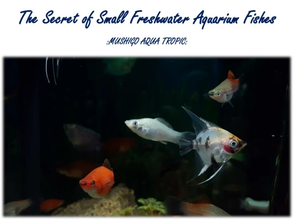 Small freshwater aquarium fishes