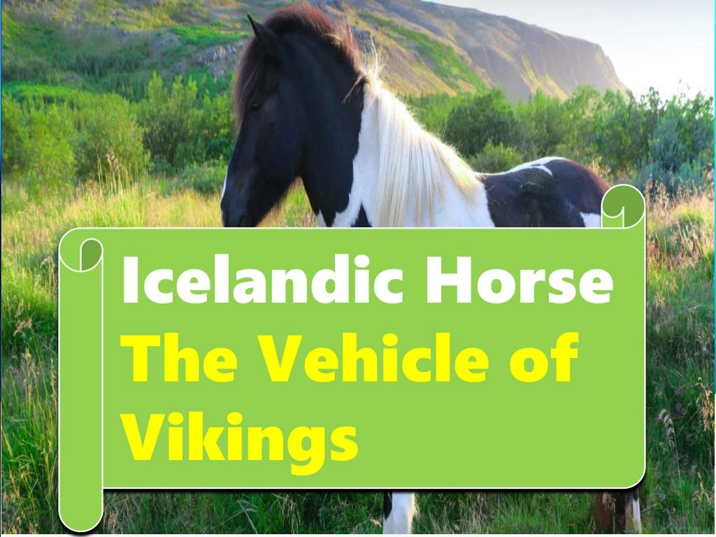icelandic h orse the vehicle of vikings