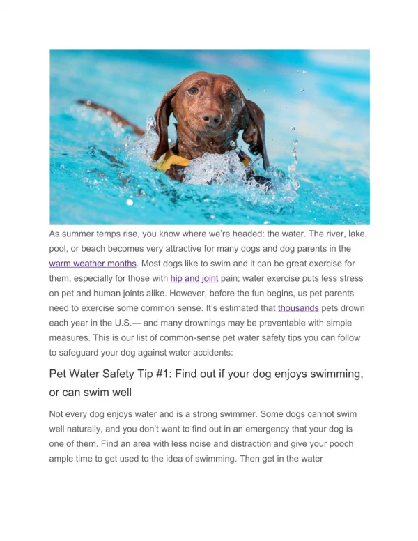 Pet Water Safety For Your Summer Adventures