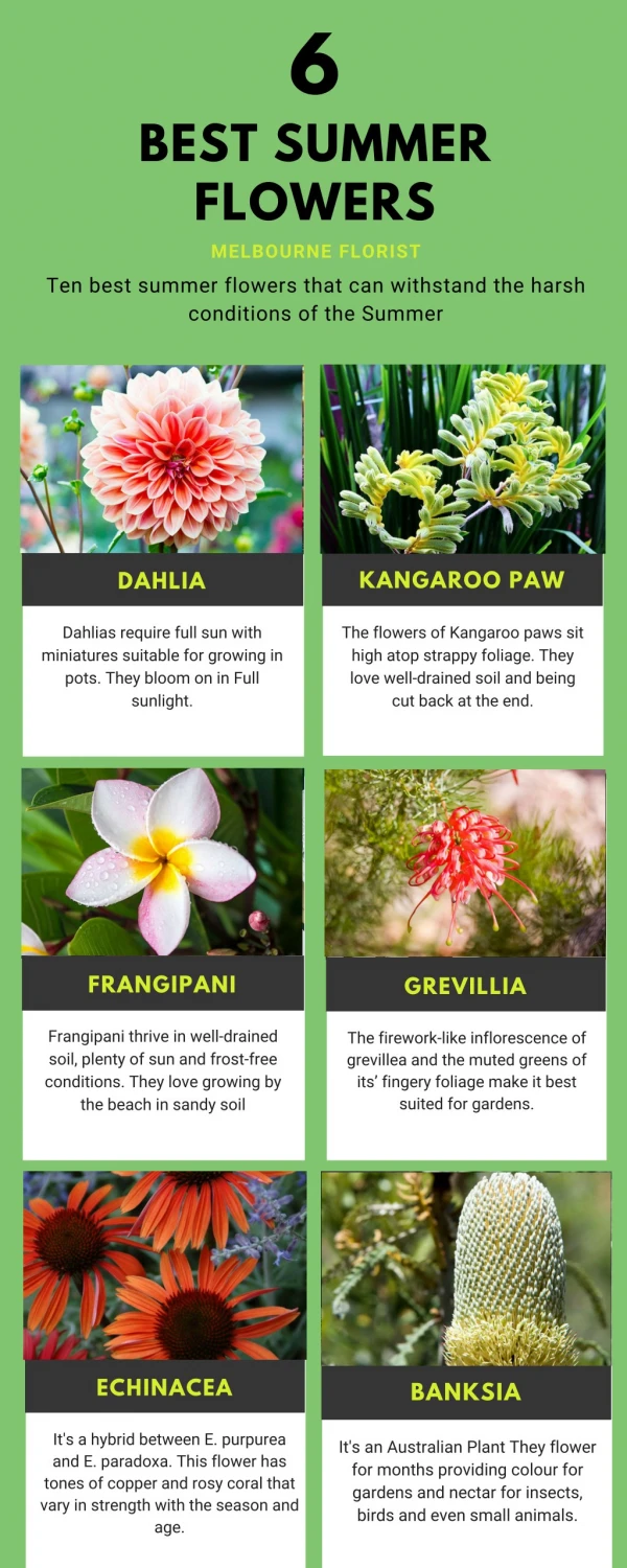 6 BEST SUMMER FLOWERS