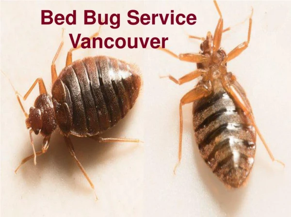 Bed Bug Service Vancouver