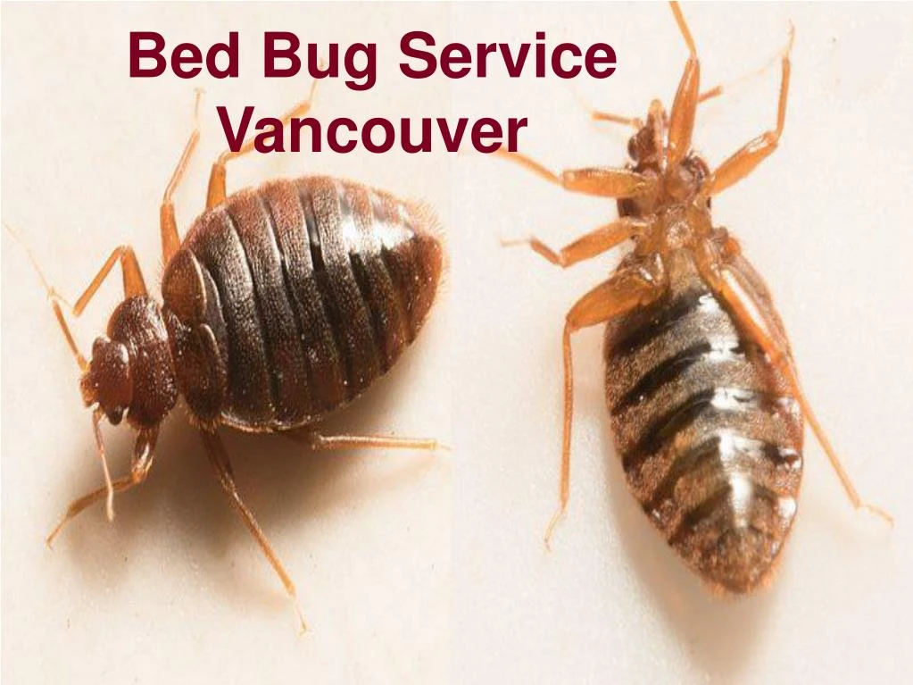 bed bug service vancouver