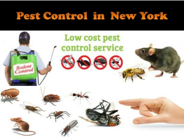 Pest Control in New York