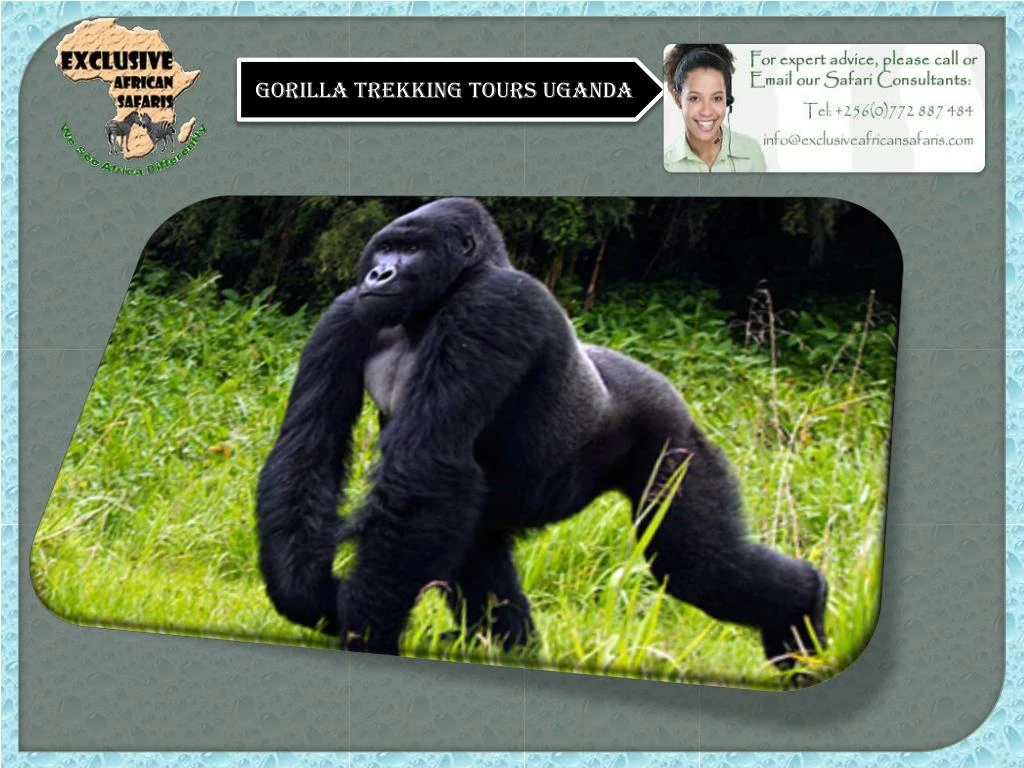 gorilla trekking tours uganda