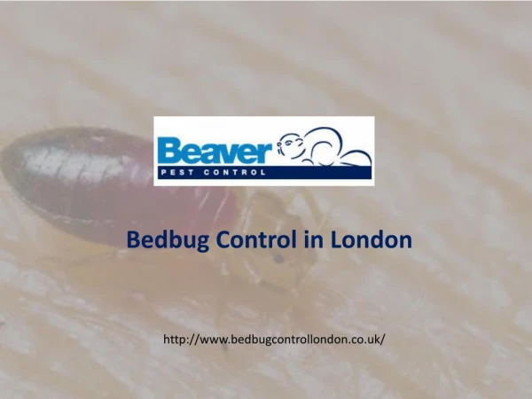 Bed Bug Control in London