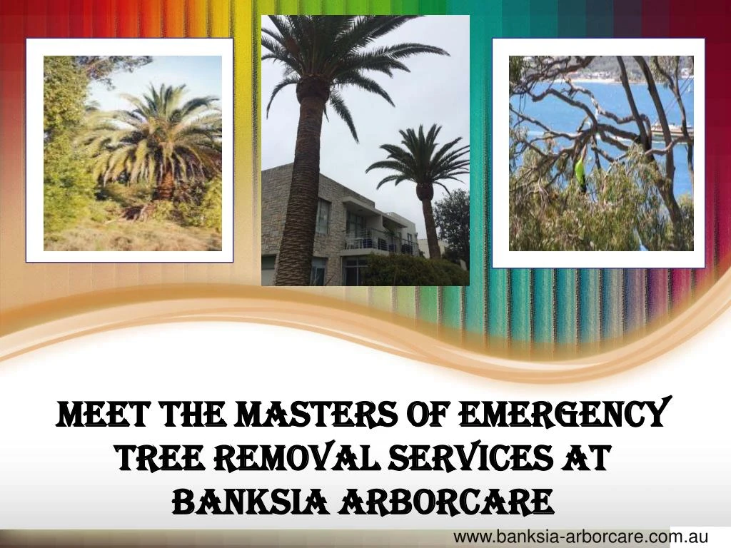meet the masters of emergency tree removal services at banksia arborcare