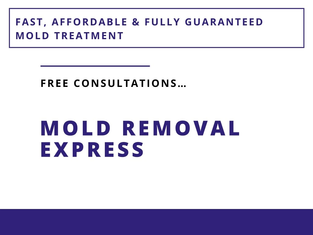 fast affordable fully guaranteed mold treatment