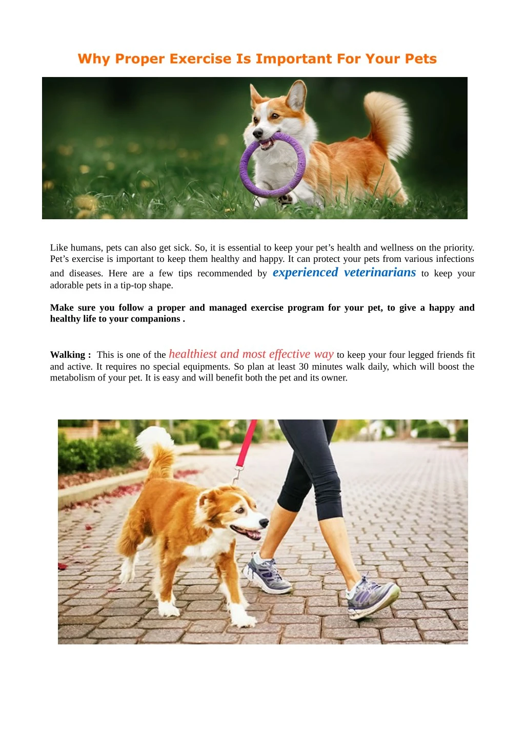 why proper exercise is important for your pets