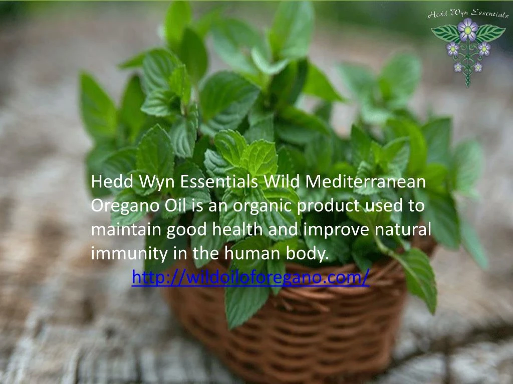 hedd wyn essentials wild mediterranean oregano