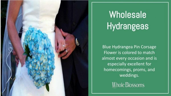 Corsages for Bridesmaids with Wholesale Hydrangeas