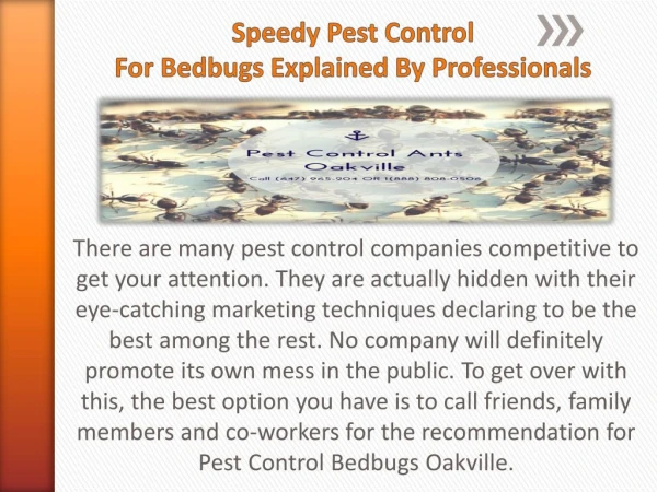 Control For Bedbugs Explained By Professionals