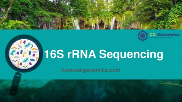 Workflow of 16S rRNA sequencing
