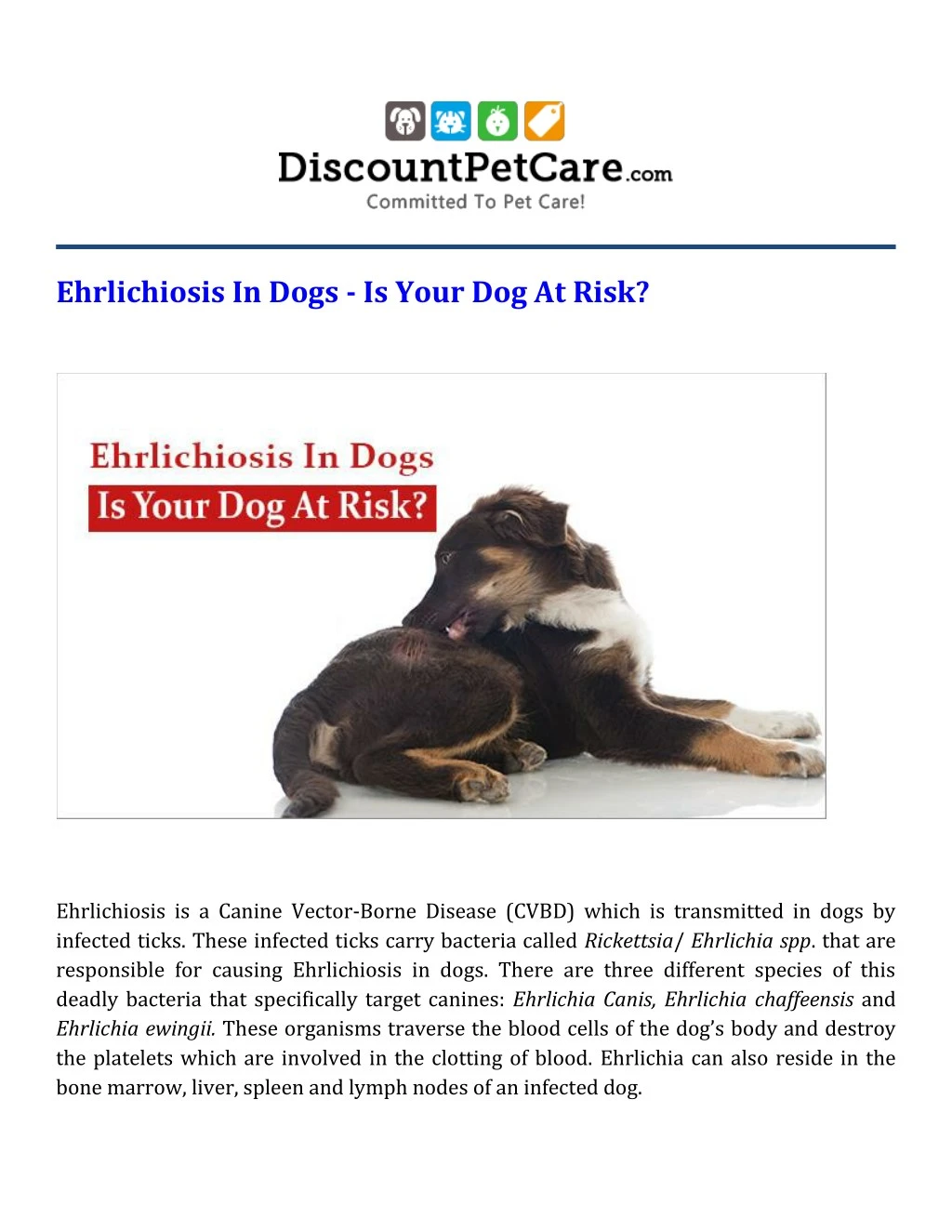 ehrlichiosis in dogs is your dog at risk