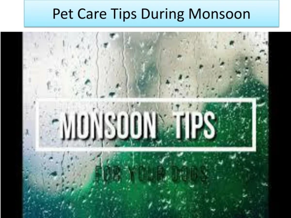 Pet Care Tips During Monsoon