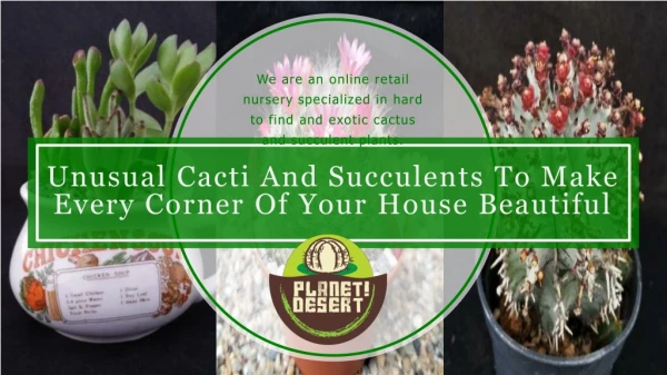 Make House Beautiful with Unusual Cacti And Succulents