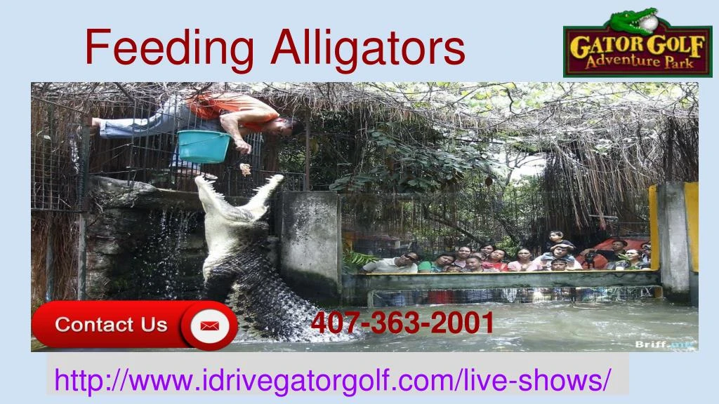 feeding alligators