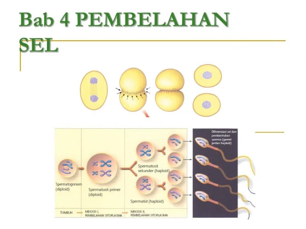 bab 4 pembelahan sel