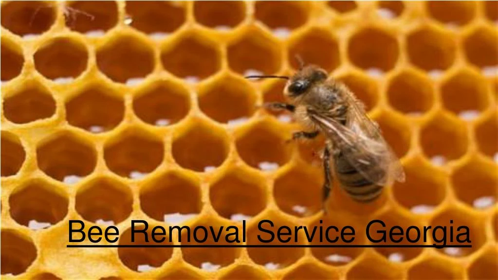 bee removal service georgia
