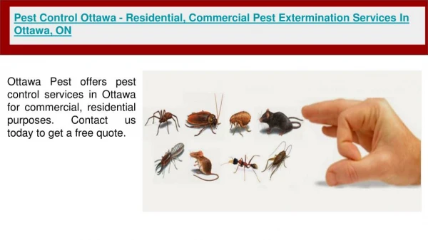 Pest Control Ottawa