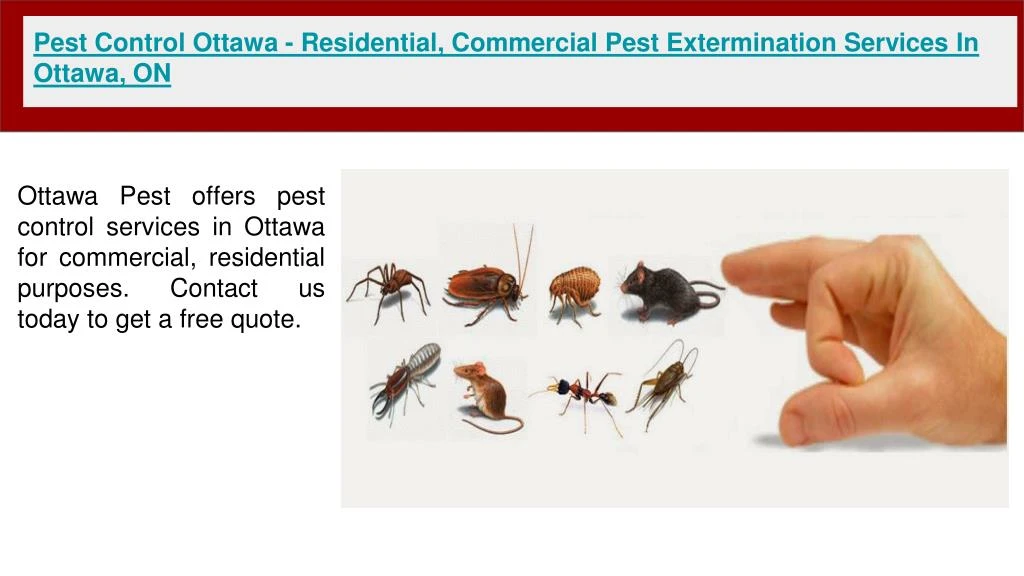 pest control ottawa residential commercial pest