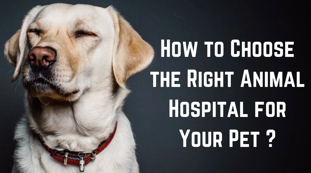 how to choose the right animal hospital for your