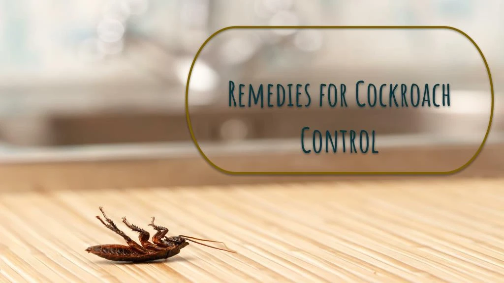 remedies for cockroach control