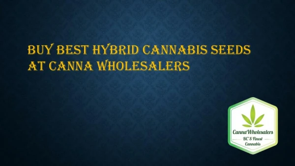 Buy Hybrid Cannabis Seeds at Canna Wholesalers