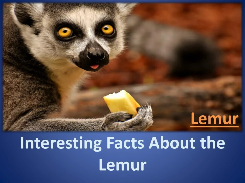 lemur