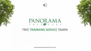 Tree Trimming Service Tampa - Panorama Tree Service - slide 1
