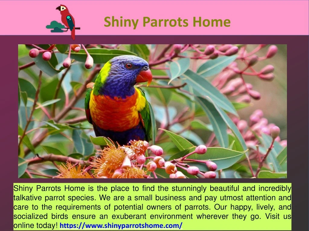 shiny parrots home