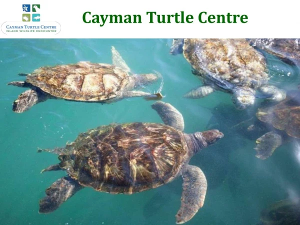 Swim With Turtles in an Enclosed Lagoon in Grand Cayman