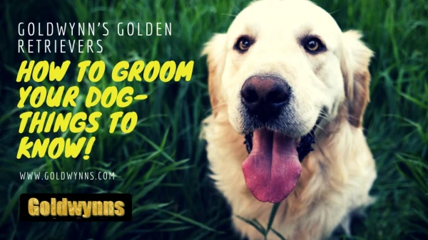 How to Groom Your Dog- Things to Know