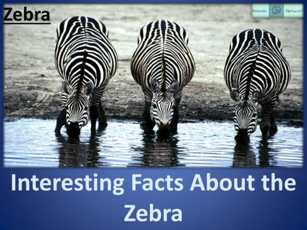 Interesting Facts About the Zebra