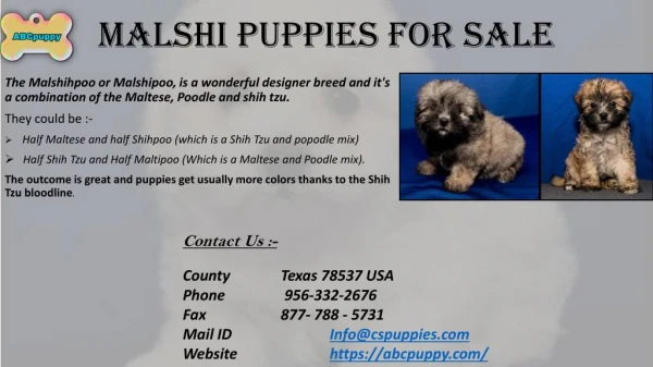 Malshi Puppies For Sale