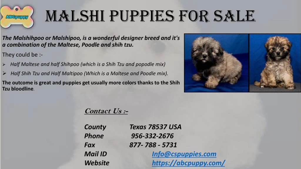 malshi puppies for sale