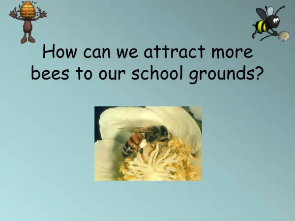 How can we attract more bees to our school grounds