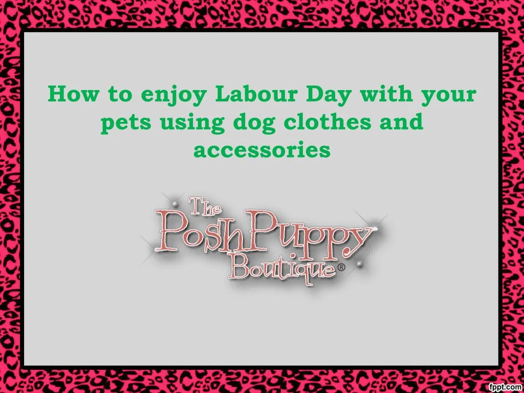 how to enjoy labour day with your pets using dog clothes and accessories