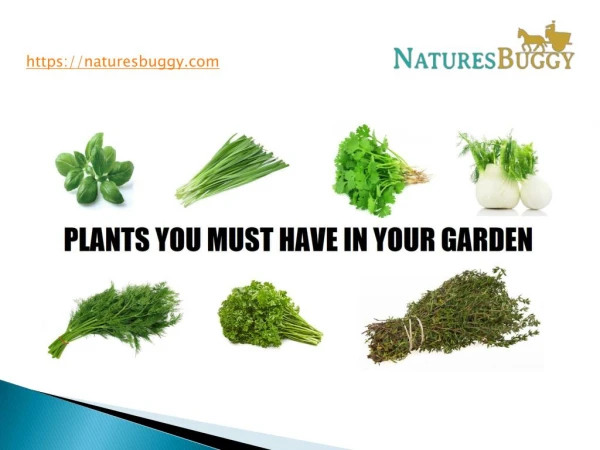 Plants You Must Have In Your Garden