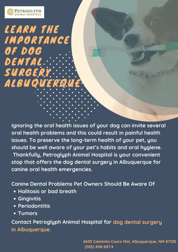 Learn the Importance of Dog Dental Surgery in Albuquerque