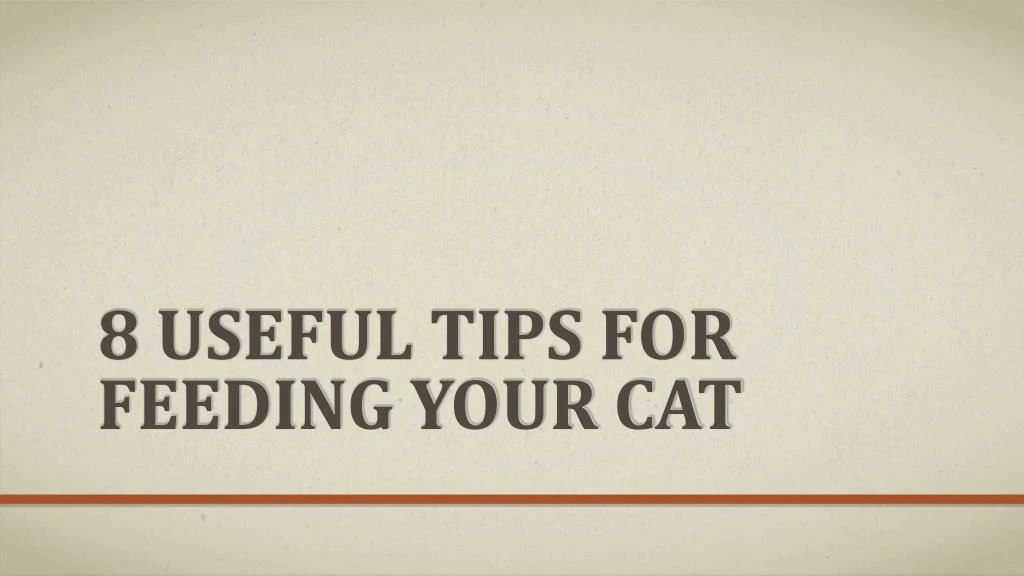 8 useful tips for feeding your cat