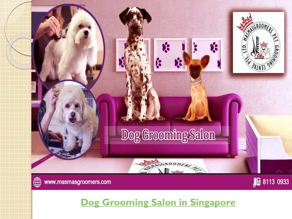 dog grooming salon in singapore