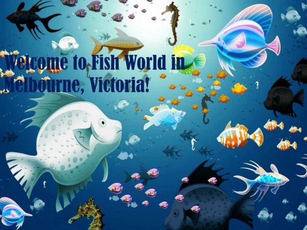 Fish World Aquarium in Melbourne: Build Your Aquarium Today