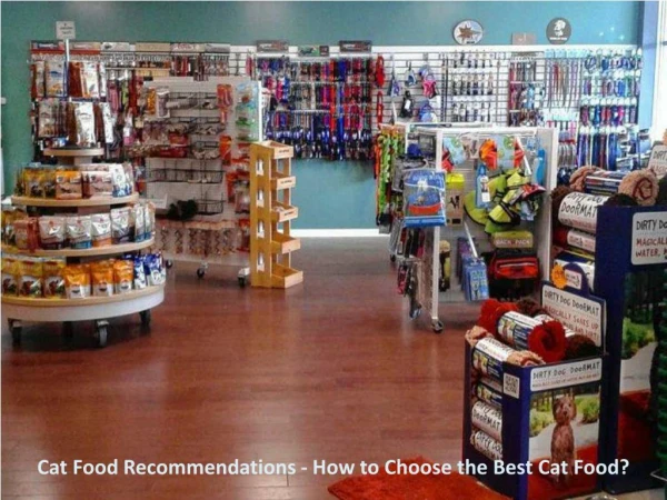 Cat Food Recommendations - How to Choose the Best Cat Food?