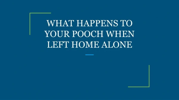 WHAT HAPPENS TO YOUR POOCH WHEN LEFT HOME ALONE