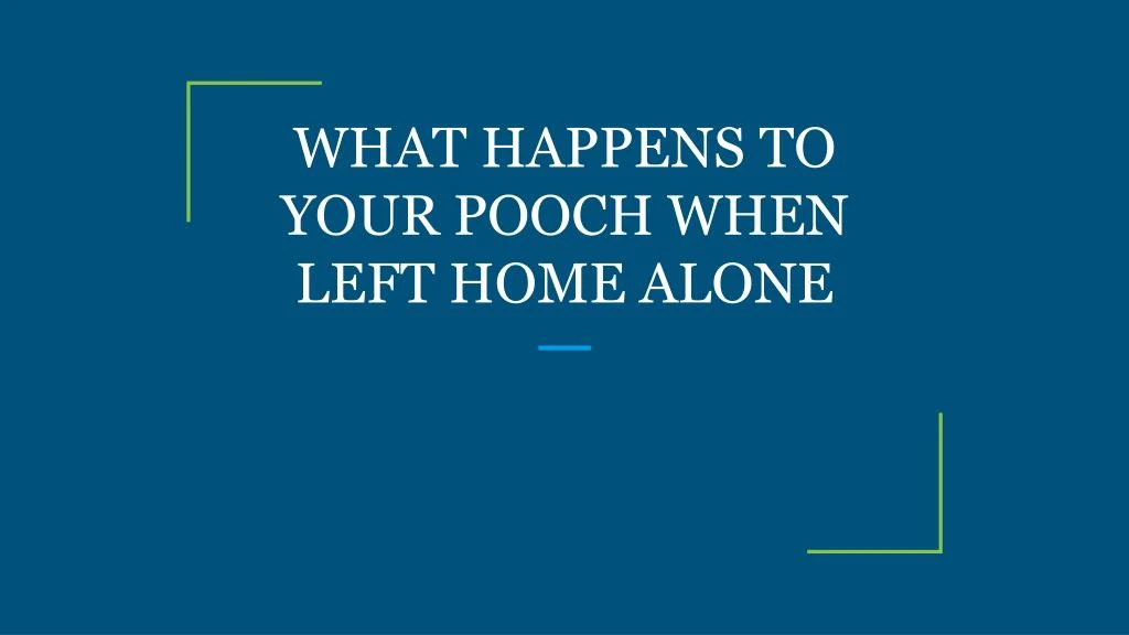 what happens to your pooch when left home alone