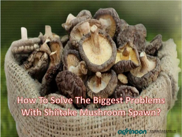 How To Solve The Biggest Problems With Shiitake Mushroom Spawn?