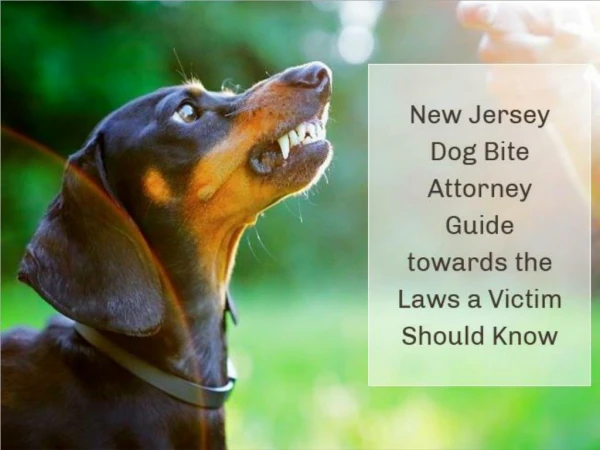 New Jersey Dog Bite Attorney Guide towards the Laws a Victim Should Know