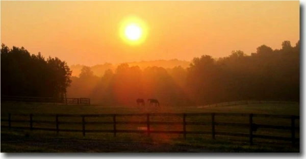 Horse Retirement and Full Boarding Riding Facility in Virginia